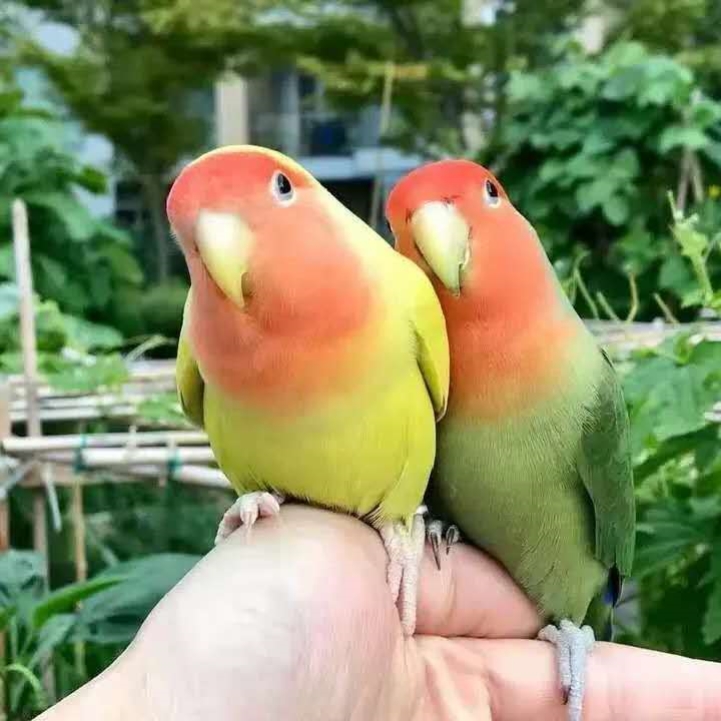 黄桃鹦鹉活体小鸟活体爱情鸟活体牡丹鹦鹉鸟活物宠物鸟面类牡丹鸟