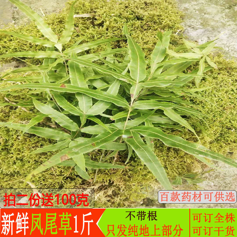 新鲜中药材凤尾草500g贵州野生井边草井栏草鸡脚草拍二就送100克