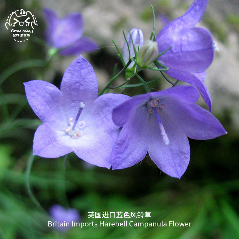 蓝色风铃草种子英国进口吊钟花多年生花卉阳台垂吊春秋盆栽蓝铃花