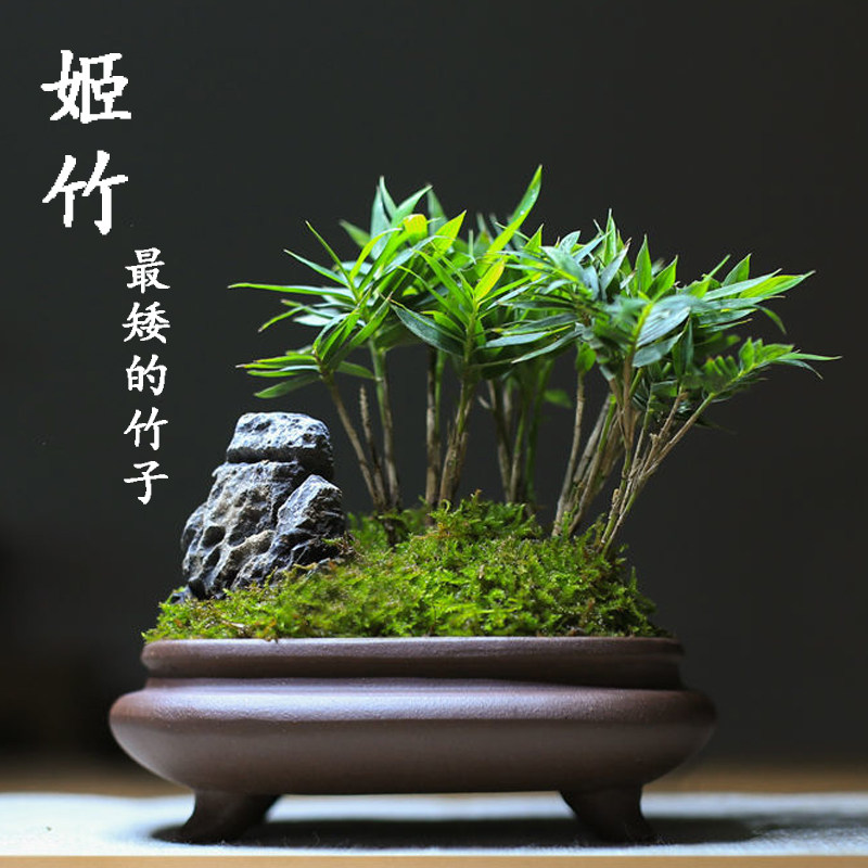 日本姬竹苔藓球盆景屋久岛竹四国矮竹小盆栽迷你竹子室内四季常青
