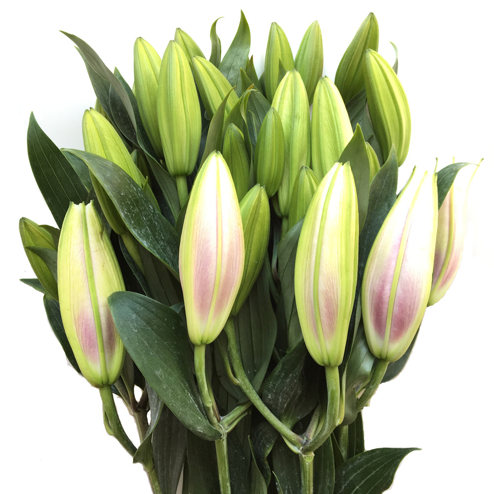 云南昆明基地直批百合花一扎批发水养花直发鲜花花束同城速递家用