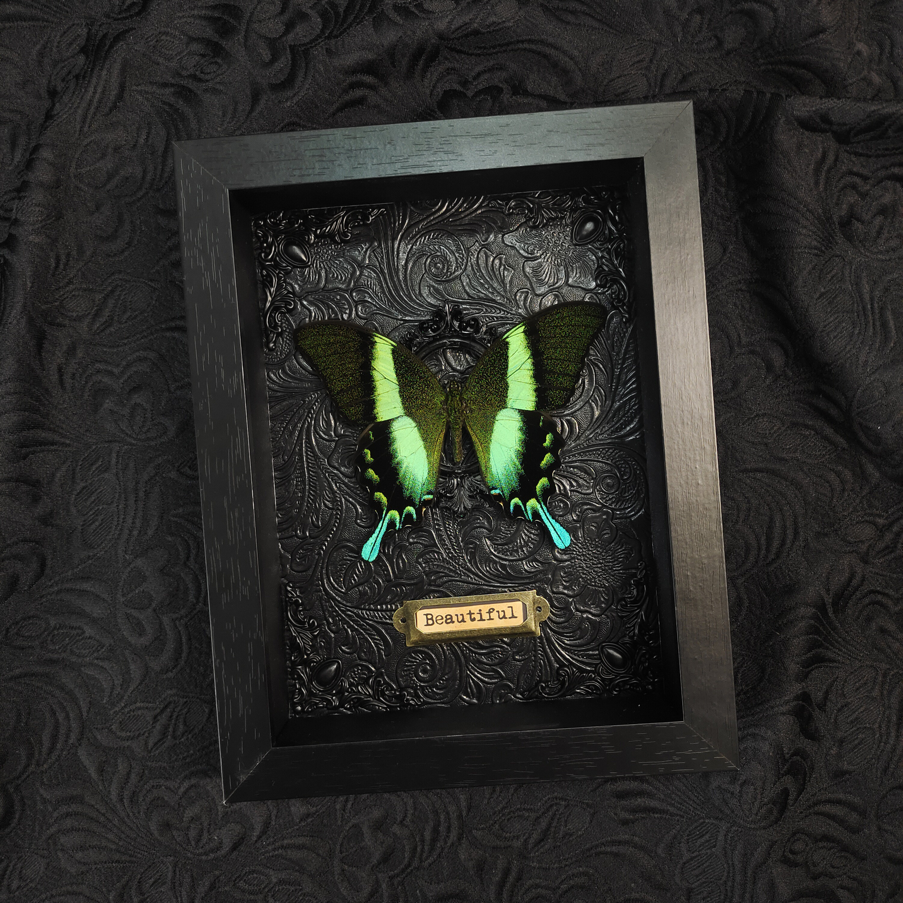 爱神凤蝶真蝴蝶标本装饰画简约玄关墙饰木质画框摆件小众闺蜜礼物