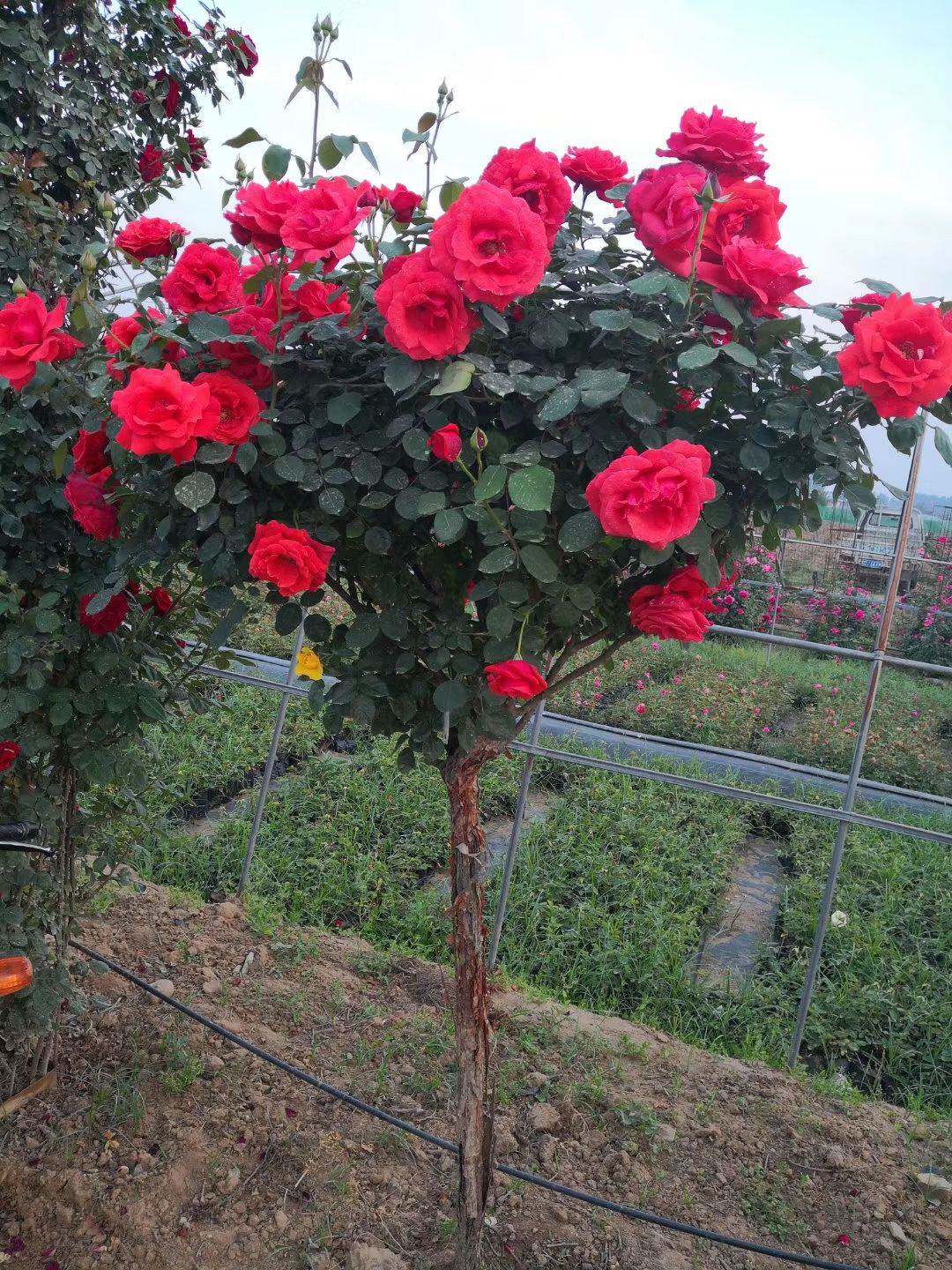 树状月季庭院花卉阳台盆栽树形树桩嫁接玫瑰花苗大花浓香四季开花