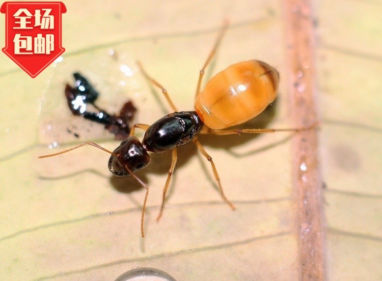 黑金土耳其费氏新后宠物活体弓背蚁