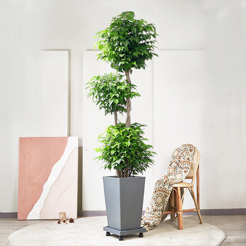 绿植盆栽室内大型优惠券