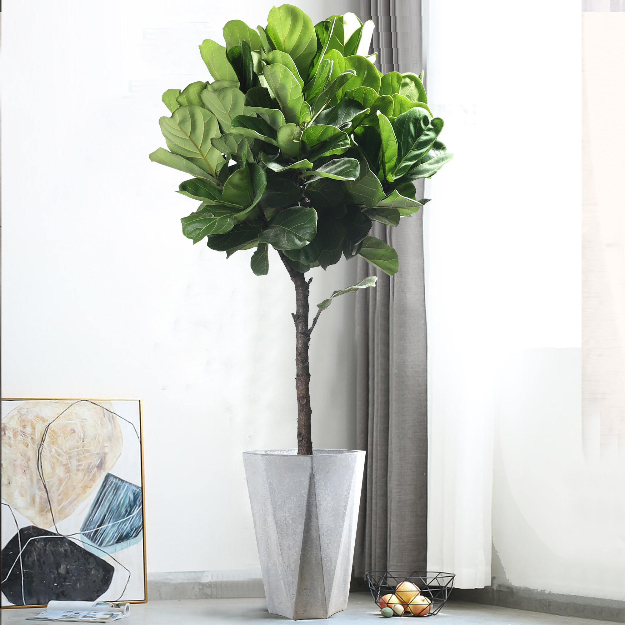 琴叶榕盆栽室内好养网红绿植办公室北欧大型植物客厅落地大叶盆景