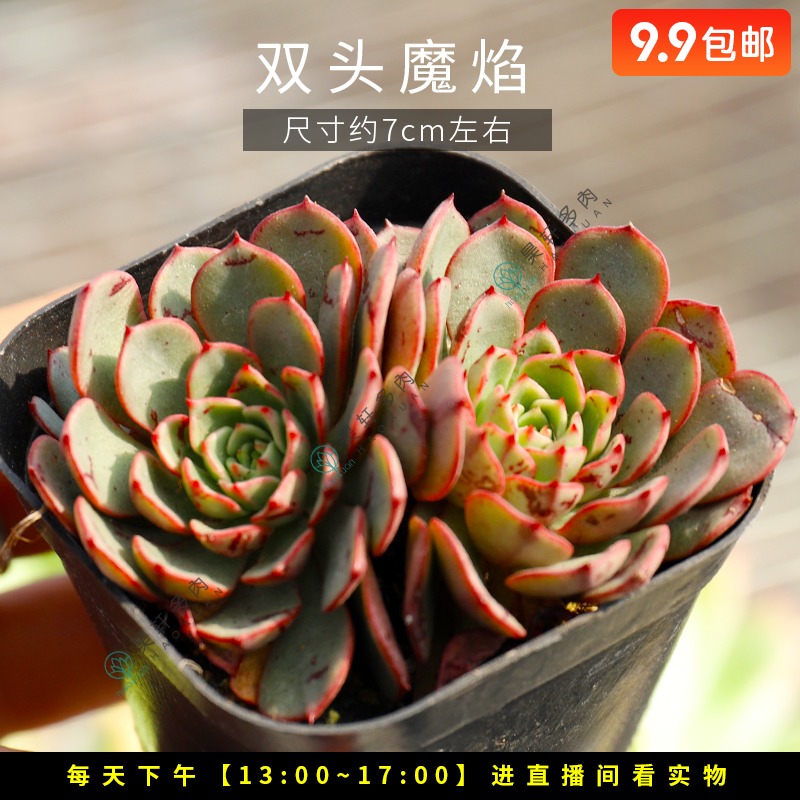 多肉107号昊轩精品植物双头魔焰多肉植物