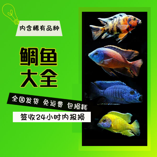三湖慈鲷活体 马鲷岩栖鱼好养宠物鱼小型淡水热带鱼观赏鱼活体|ruв категории животное/Животное питание и принадлежностей, аквариум мира, рыба - от Buy2taobao.com для оказания профессиональной услуги покупки агента Taobao