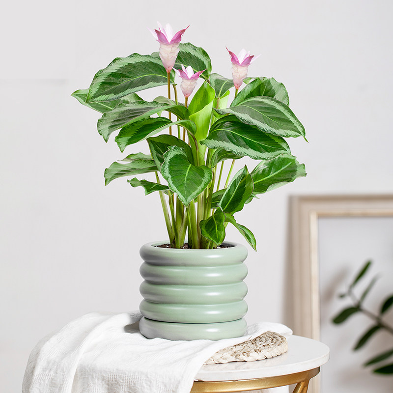 青莲竹芋碧卡秋竹芋北欧风绿植ins网红进口盆栽室内观叶观花植物