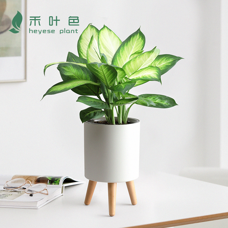 玛丽安万年青银皇后智能盆栽花卉室内好养净化空气吸甲醛桌面植物