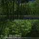 maya三维写实竹林森林植物场景游戏动画模型素材redshift材质渲染