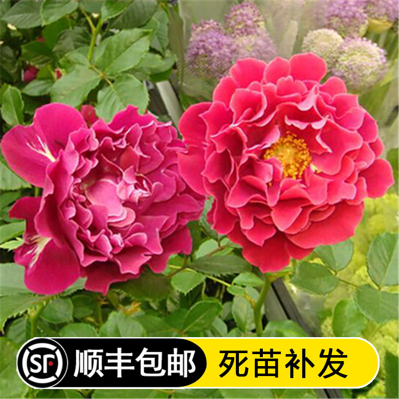 像菊花瓣的花朵超美月季花苗包对版