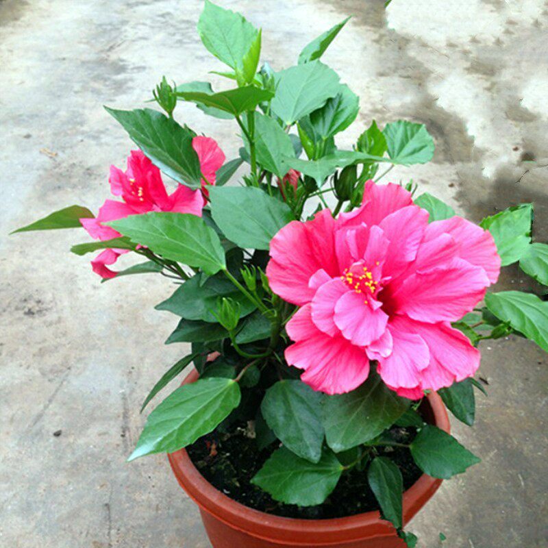 淘宝￥12折后价￥12大花重瓣扶桑花苗带花苞发货重瓣木槿朱槿牡丹花四