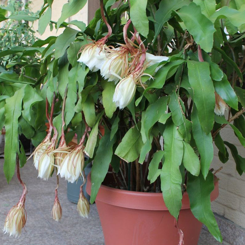 昙花苗室内阳台植物盆栽观花花卉绿植昙花一现盆景易成活浓香