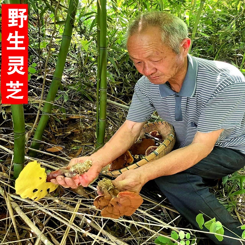 大别山灵芝野生整朵500克正品泡水酒天然晒干林芝赤灵芝片