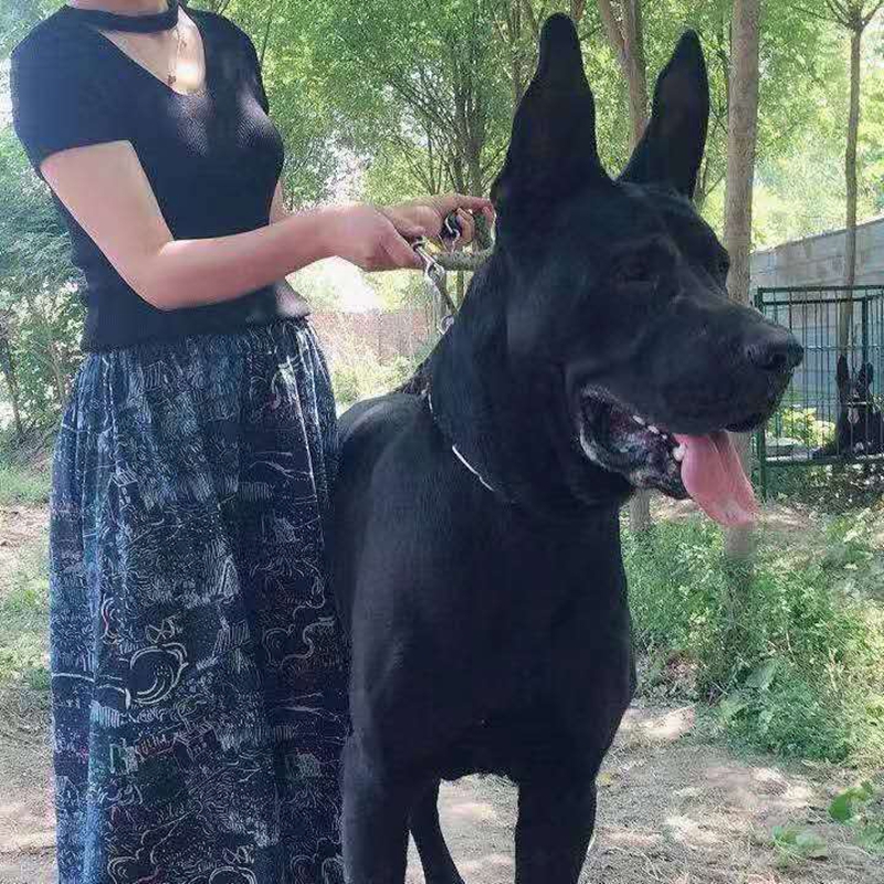 黑狼犬马犬幼犬黑狼幼犬看家护院犬大型莱州红马犬幼犬狼青犬小狗
