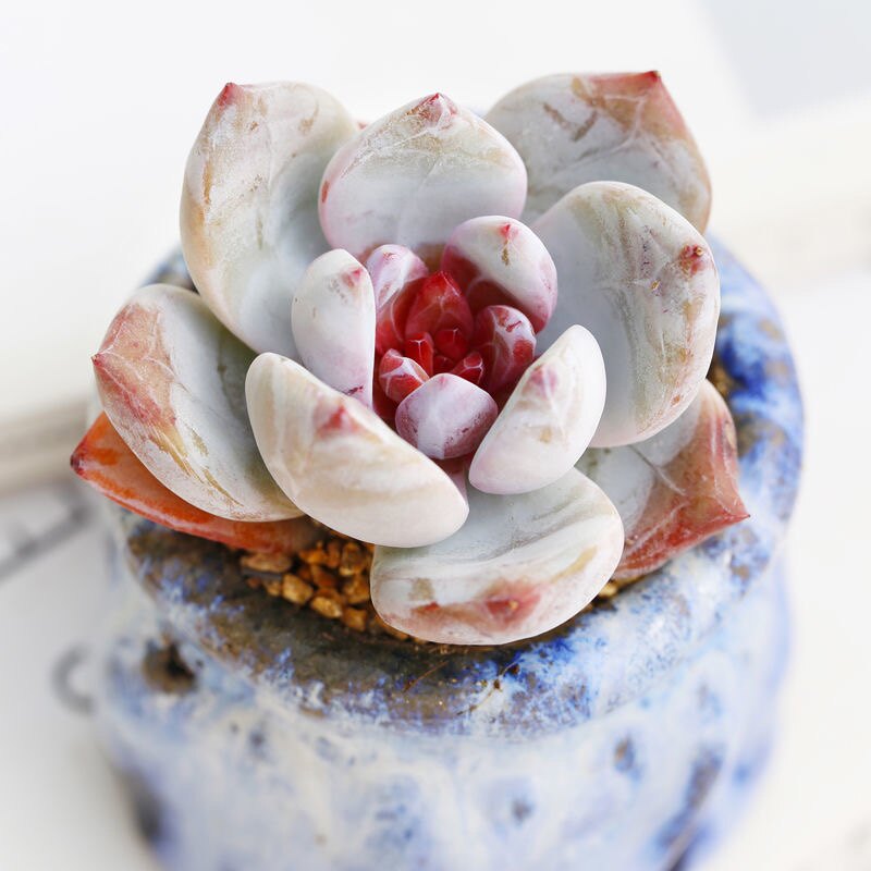 糖心雪天使嫦娥多肉植物稀有贵货窗台组合吸甲醛绿植花卉盆栽盆景