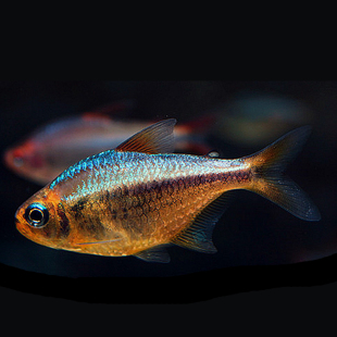 高档灯鱼黄金可卡鱼南美群游灯鱼活体热带淡水
