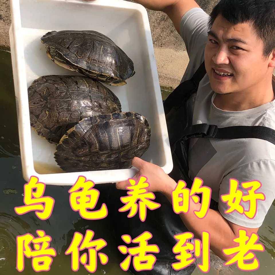 特价巴西龟活体大