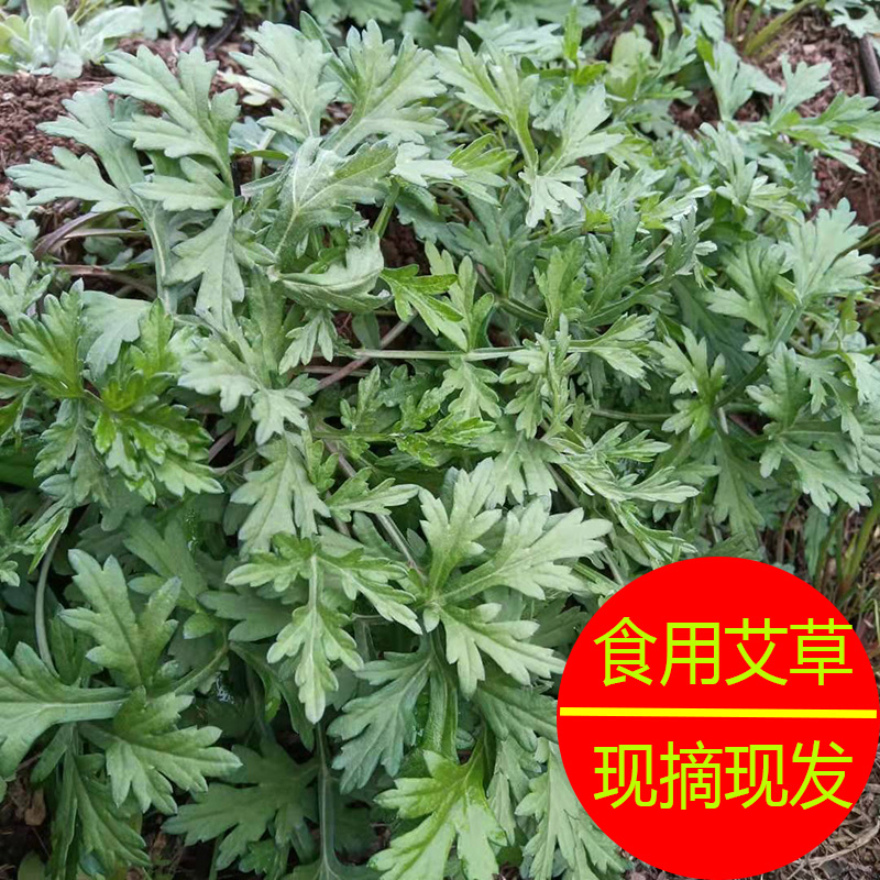 野生艾草蒿子新鲜食用蔬菜现摘清明草粑粑青团3斤包邮艾叶艾蒿草