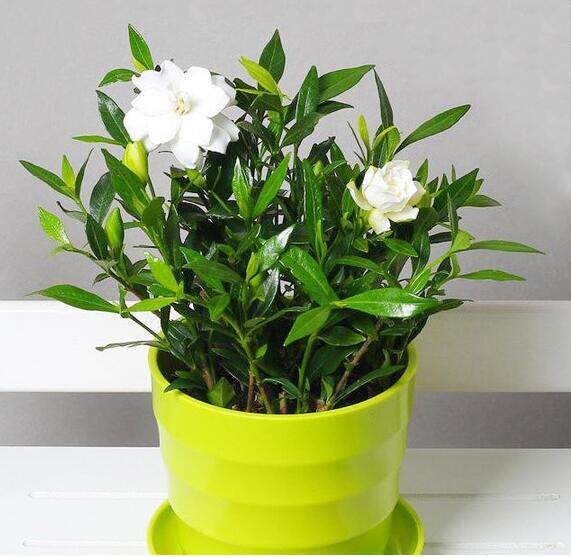 栀子花盆栽四季绿植办公室水培植物室内开花净化空气防辐射茉莉花