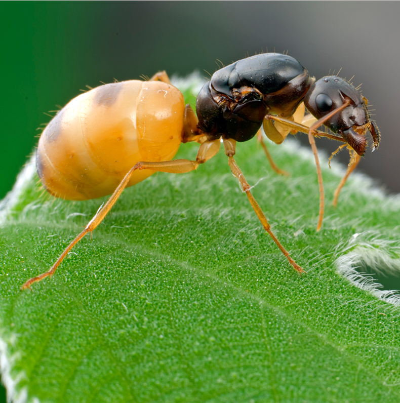 48新品淘宝￥5折后价￥5工匠收获蚁活体蚂蚁蚁后宠物蚂蚁吃种子的蚂蚁