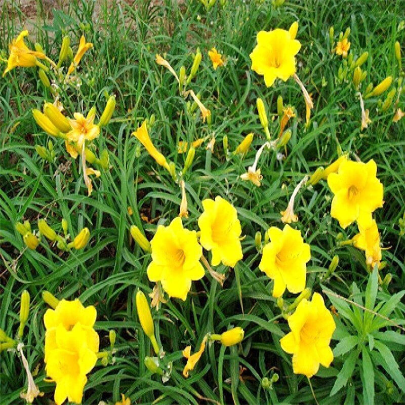 花种籽子金娃娃萱草种子园林花卉种子黄百合易播种