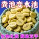 新款化粪溶解剂分解大便块通厕所管道防堵塞下水道消臭味片速效