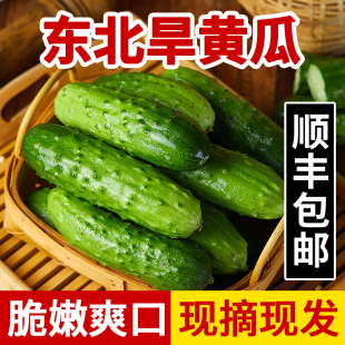 现摘新鲜水果小青黄瓜东北旱黄瓜生吃孕妇时令蔬菜脆嫩清甜5斤箱