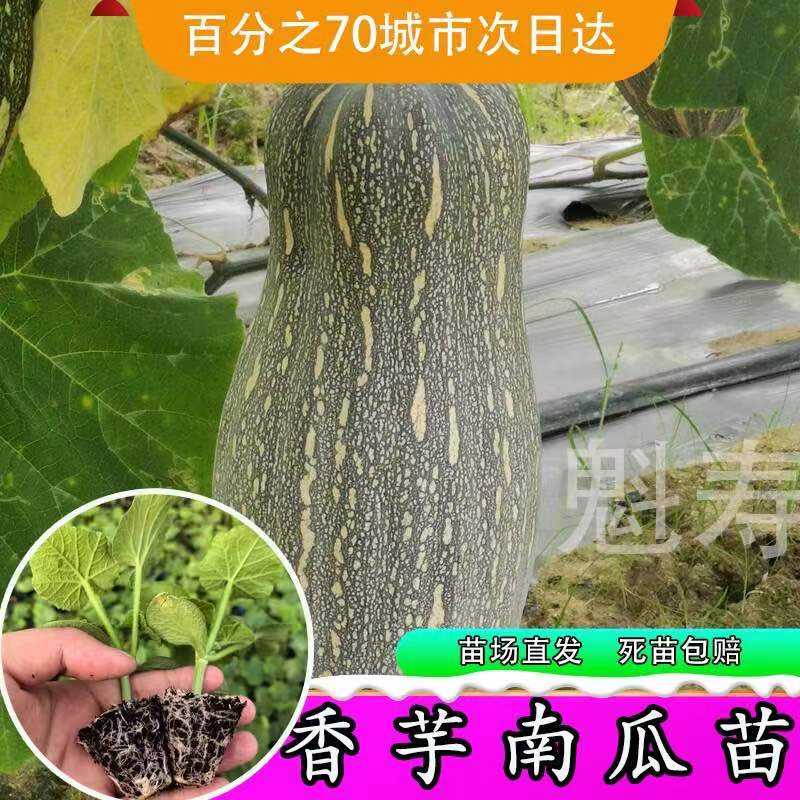 广东香芋南瓜苗正宗芋头甜南瓜种苗早熟春秋浓香南爪种籽蔬菜种苗