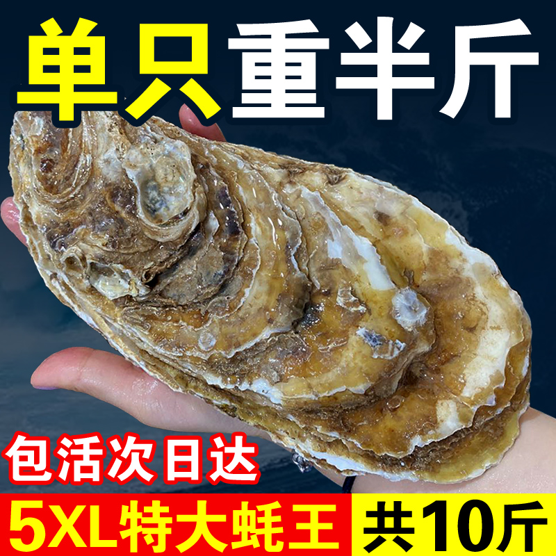 特大蚝王5XL鲜活乳山生蚝新鲜牡蛎超大肉海蛎子10斤海鲜刺身即食