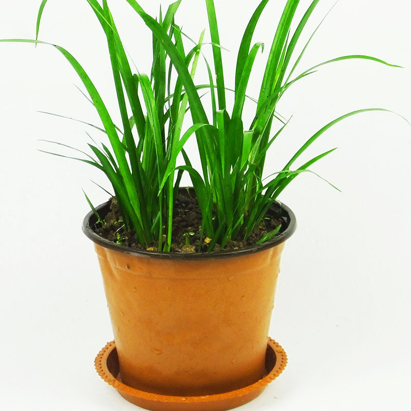 贵州五香草盆景山萘香料绿植观赏阳台栽培微景观庭院水培土栽植物