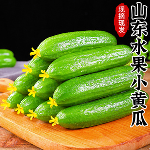 水果黄瓜新鲜生吃小黄瓜4.5斤即食小青瓜蔬菜整箱包邮DR