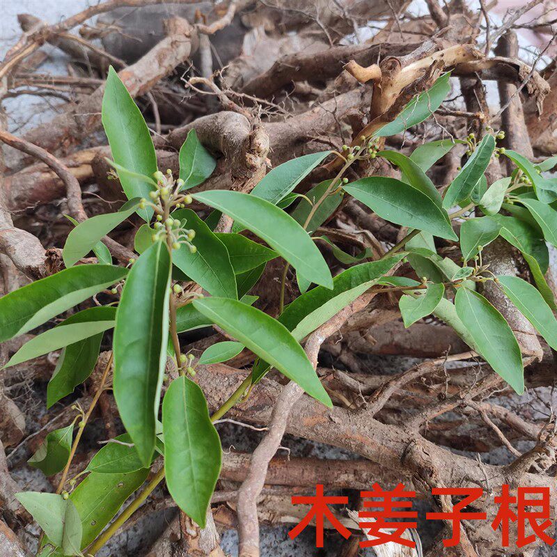 湖南怀化特产山胡椒根正宗木姜子根千里香根香味浓250克包邮