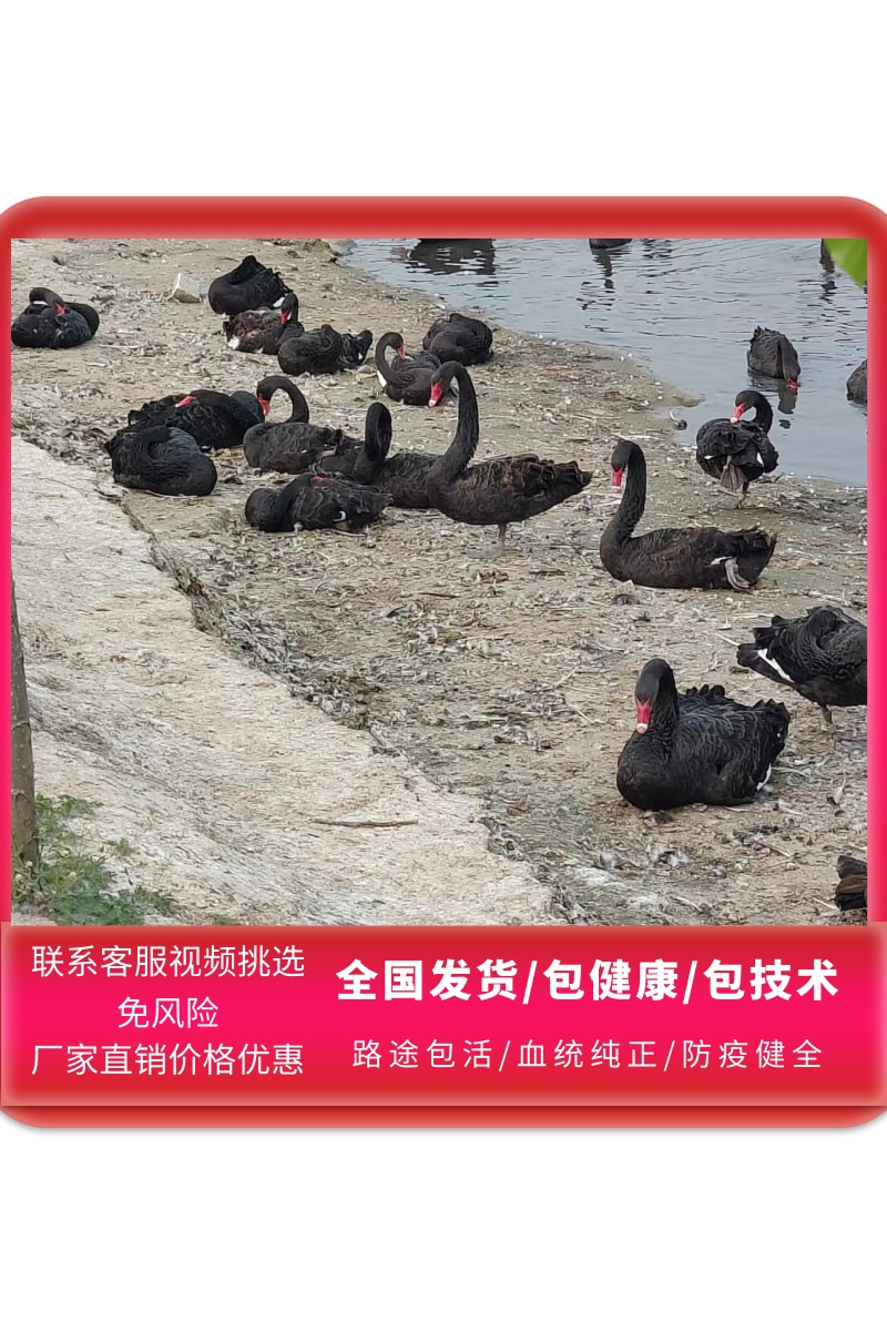 黑鹅