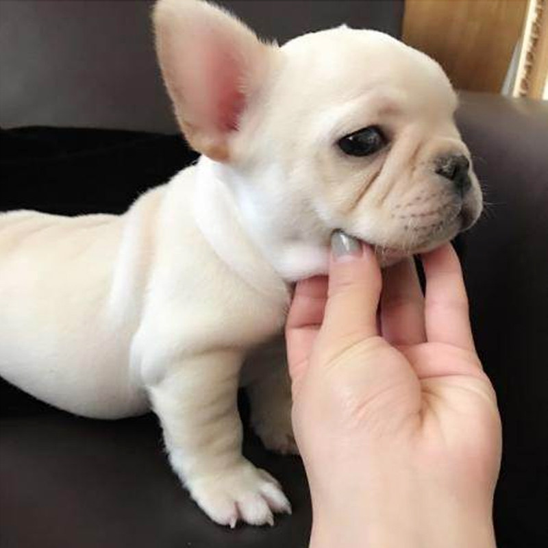 法斗幼犬纯种法斗幼犬活体斗牛犬奶油色法国斗牛犬短毛斗牛宠物狗