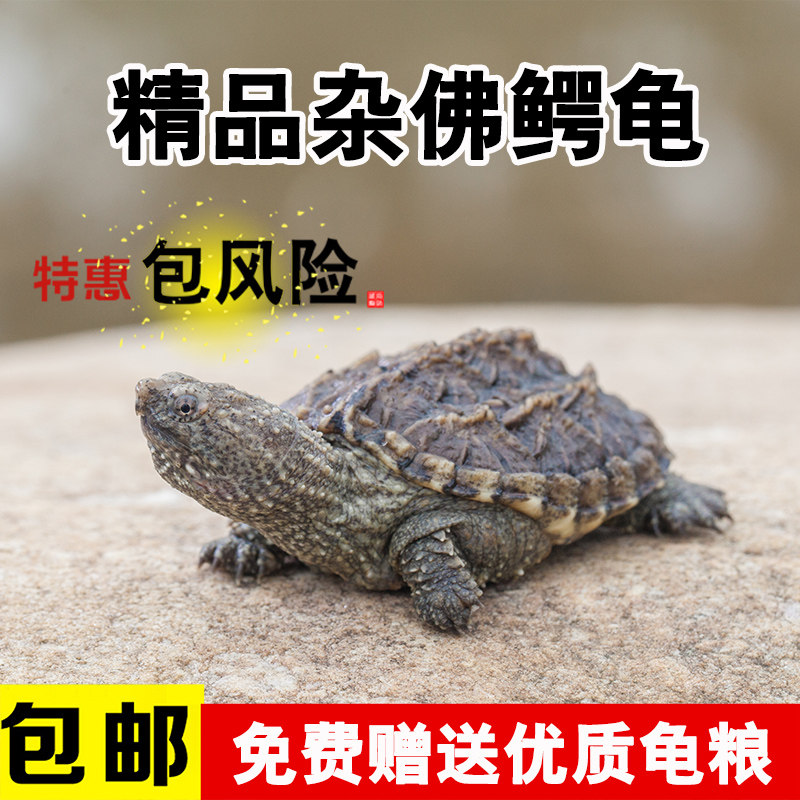 8元                           颜色分类: 精品北美小鳄龟 精品杂佛