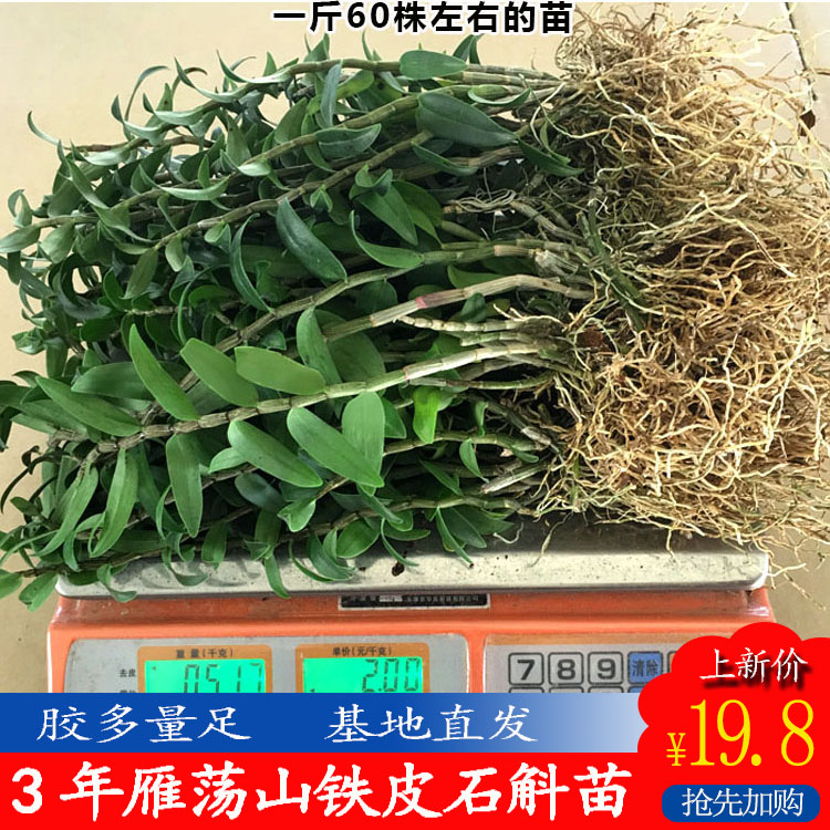 雁荡山铁皮石斛苗1斤室内绿植种植石斛苗 清仓办公桌盆景可食用