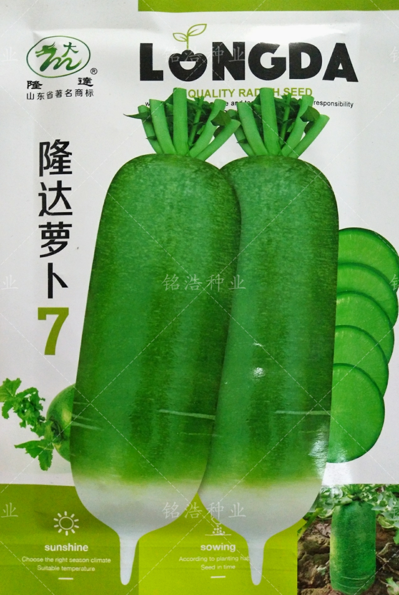 青萝卜种子籽正宗甜脆水果萝卜肉翠绿高产秋播蔬菜孑隆达萝卜7号