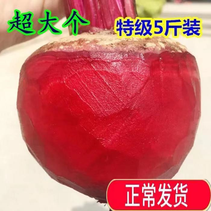 2020 Super green Produce fresh Beetroot Laver Juicing Beet head Beetrootin the Aquatic meat/Fresh fruits and vegetables/Cooked , Fresh vegetables/Vegetable products , Fresh vegetables , Other category - from Buy2taobao.com to provide professional Taobao agent buy service