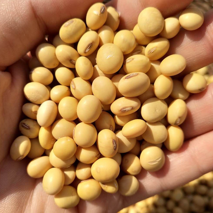 2019新豆老品种黄豆 农家自种非转基因黄豆子打豆浆大豆土黄豆5斤