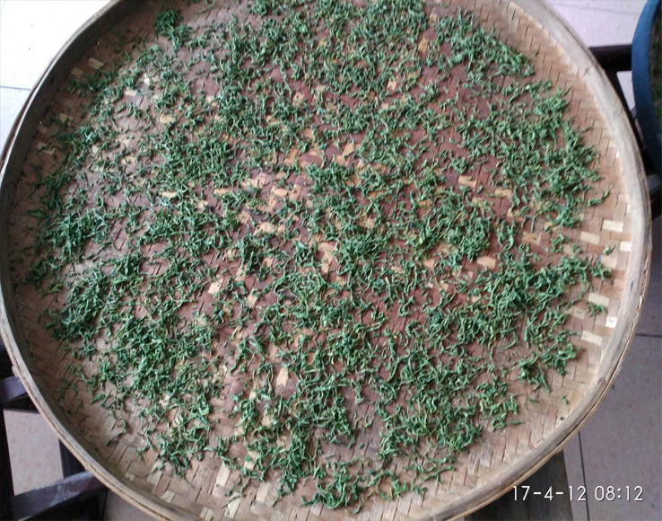 湖南岳阳特产农家自制洗水茶清明前清明后茶手工茶叶可配椒子散装