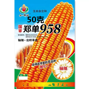 郑单958杂交大田玉米种籽大全特高产饲料玉米种子春秋蔬菜种孑苗