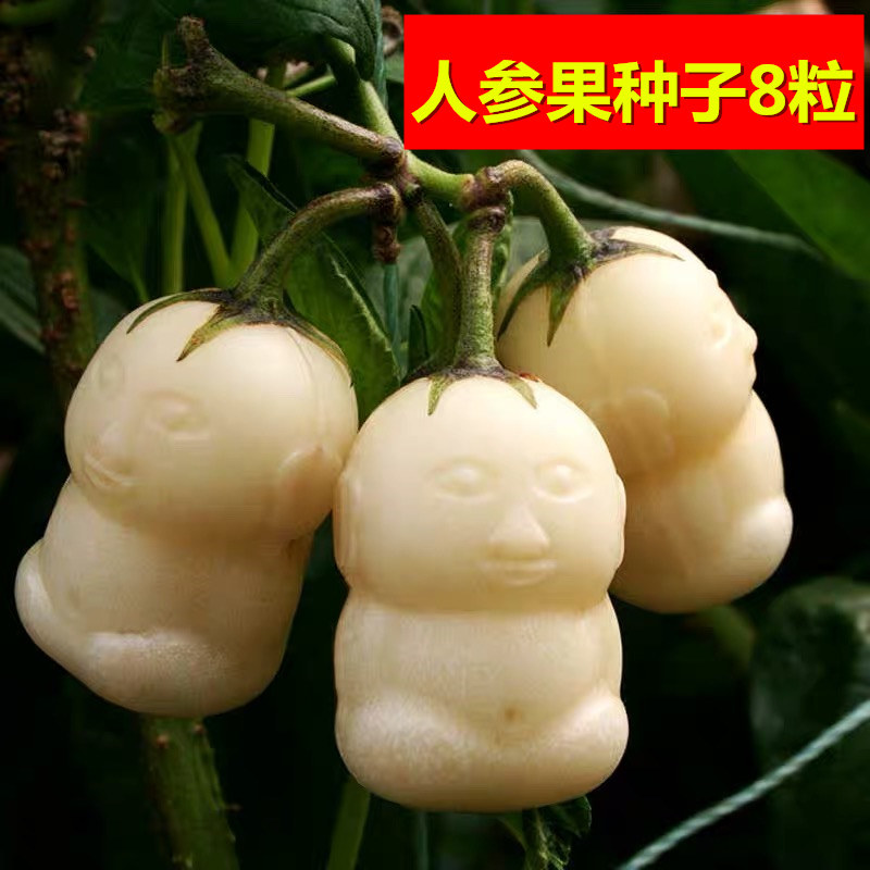 盆栽种籽疏菜优惠券爱比价妈妈