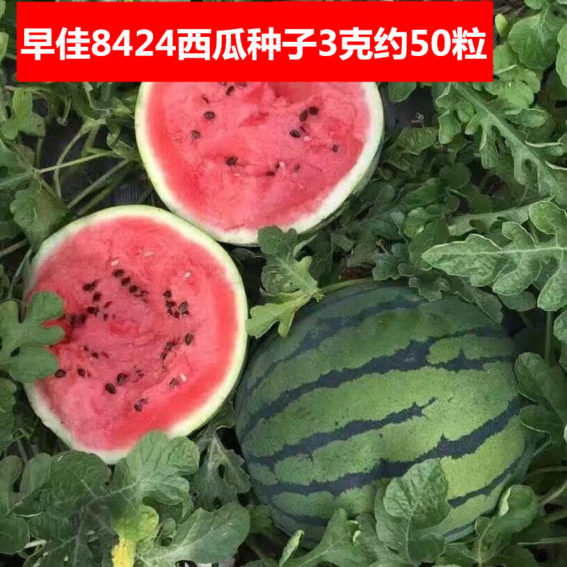 9销量03元券正宗彩虹西瓜种子种籽特大超甜王京欣麒麟8424四季小无籽