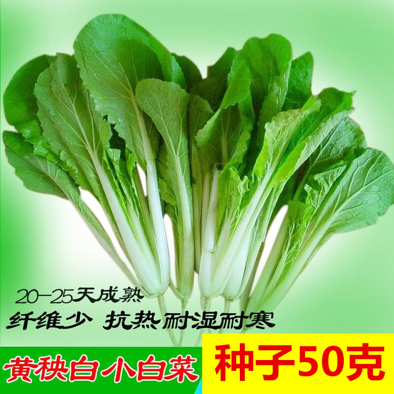 黄秧白小白菜种子种籽阳台种菜盆栽蔬菜芽苗菜四季青菜冬早熟耐热