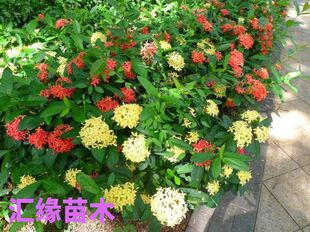 热销花卉龙船花苗五彩龙船花大王龙船花百日红庭院阳台盆栽小苗