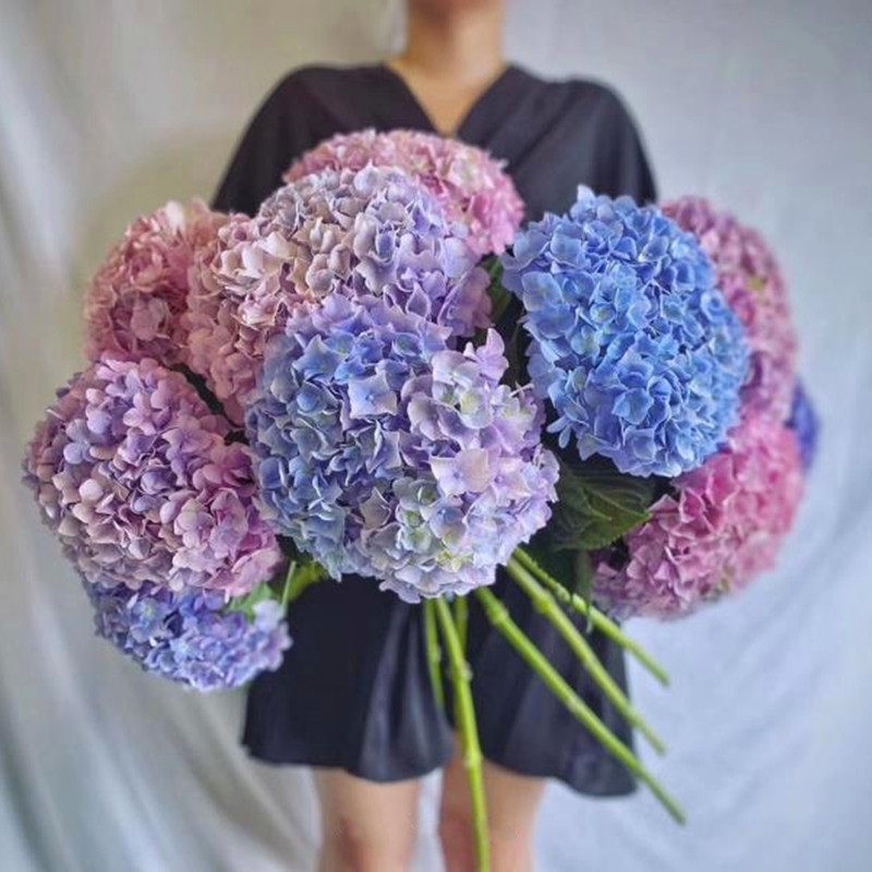 特价绣球花鲜花批发