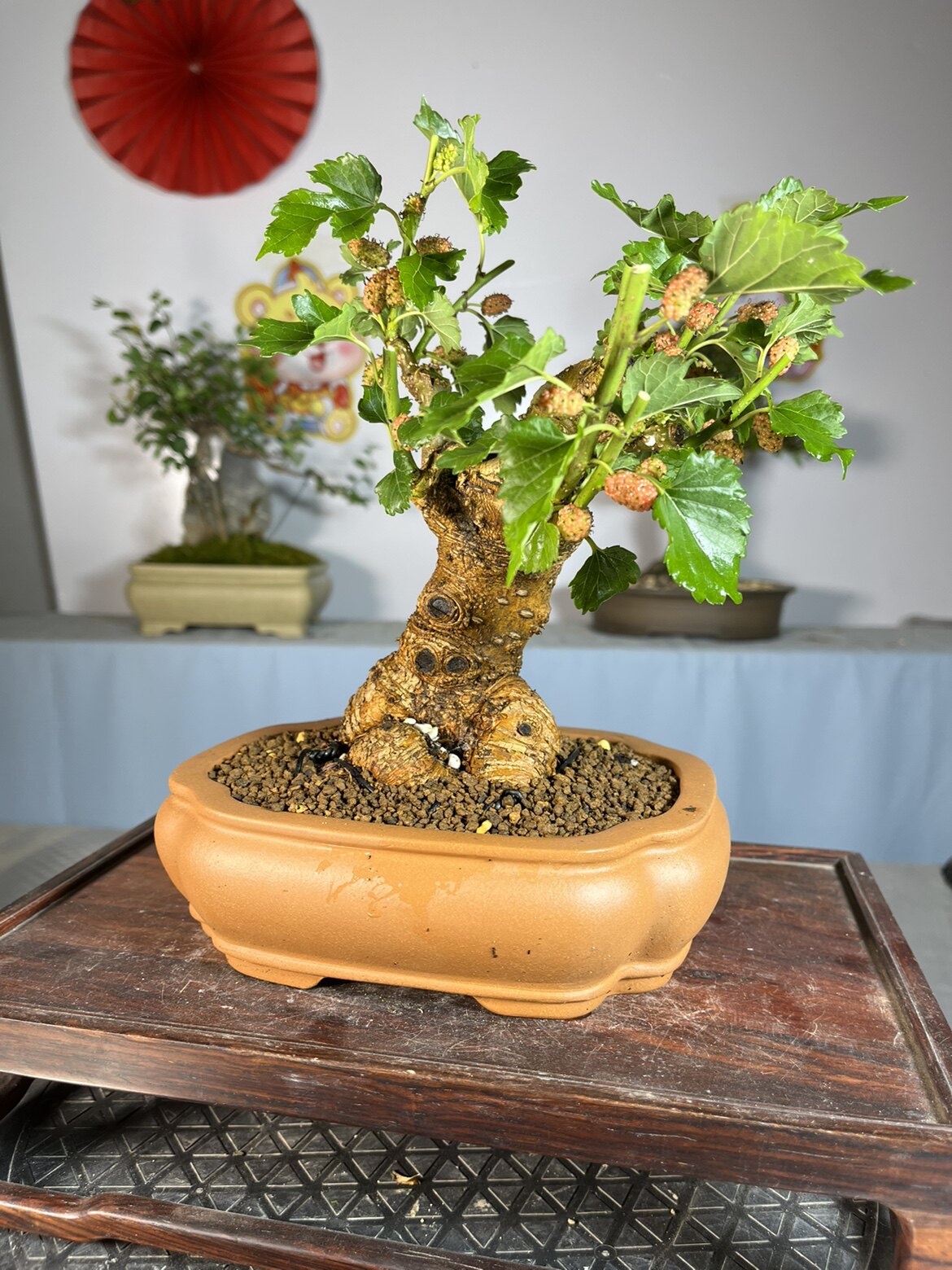 小老桩果桑粗度5公分左右,开花结果,一物一拍