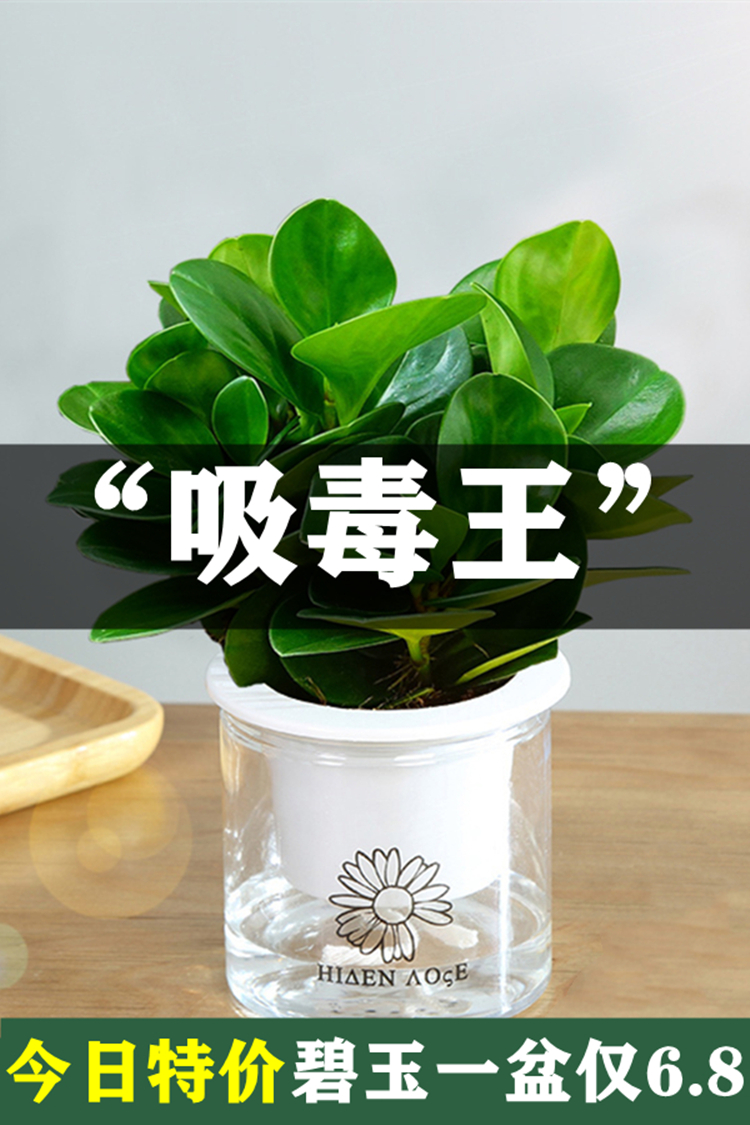 豆瓣绿盆栽多肉植物水培花卉植物室内